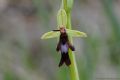 Ophrys insectifera